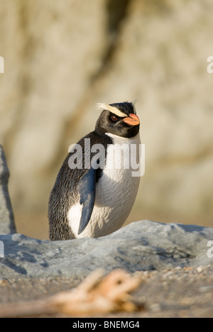 Fiordland Crested Penguin Eudyptes pachyrhynchus Foto Stock