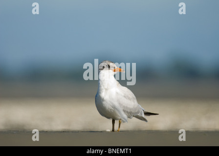 I capretti Caspian Tern Hydroprogne caspia Foto Stock