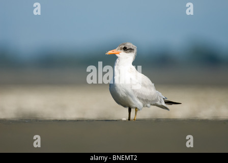 I capretti Caspian Tern Hydroprogne caspia Foto Stock