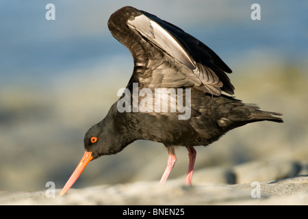 La variabile Oystercatcher Haematopus unicolor Foto Stock