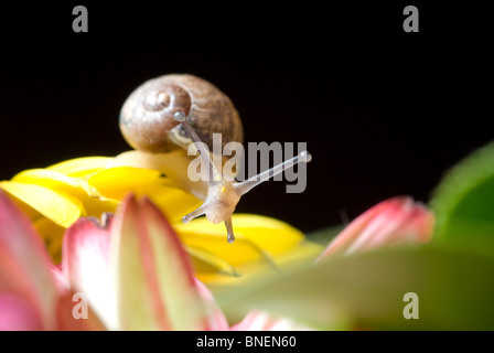 La lumaca comune Helix Aspersa su fiori gialli Foto Stock
