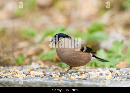 Bullfinch maschio Pyrrhula pyrrhula Foto Stock