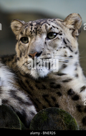 Snow Leopard, Beauval Zoo Foto Stock
