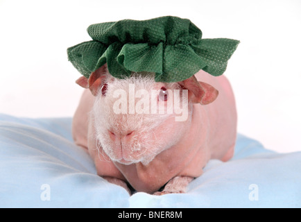 Gabbia per animali con pallet verde di trucioli, segatura, mangime, fieno e  fieno. Tenere animali domestici in gabbie. Vista laterale Foto stock - Alamy