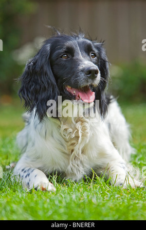 Un ritratto fotografia di un bianco e nero English Springer Spaniel lavorando cane recante sull'erba al di fuori Foto Stock