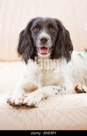 Un bianco e nero English Springer Spaniel lavorando cane posa su un divano in pelle all'interno di una casa Foto Stock