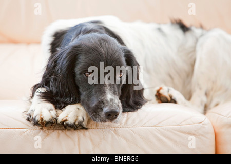 Un bianco e nero English Springer Spaniel lavorando cane posa su un divano in pelle all'interno di una casa Foto Stock