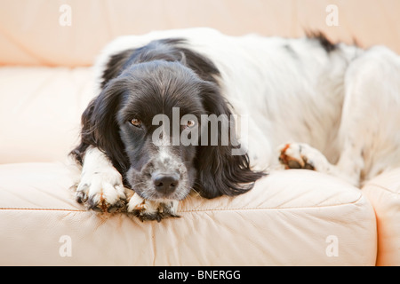 Un bianco e nero English Springer Spaniel lavorando cane posa su un divano in pelle all'interno di una casa Foto Stock