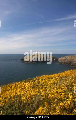 Strumble Head Lighthouse nella primavera del Pembrokeshire Coast National Park West Wales UK Foto Stock