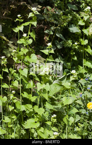 Il tarassaco e Alkanet verde in fiore in primavera, dal lato di una via Alderley Edge cheshire england Foto Stock