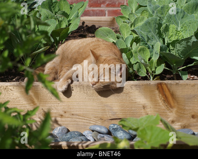 Cute cat dorme nella soleggiata patch veg. Foto Stock