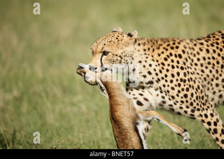 Cheetah close-up con una gazzella uccidere nella sua bocca, il Masai Mara, Kenya Foto Stock