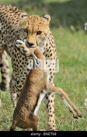 Cheetah close-up con una gazzella uccidere nella sua bocca, il Masai Mara, Kenya Foto Stock