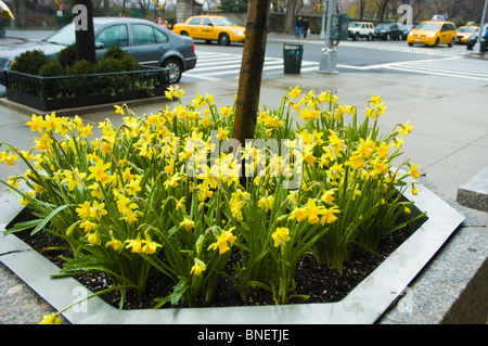 Giunchiglie sulla Fifth Avenue a New York City Foto Stock