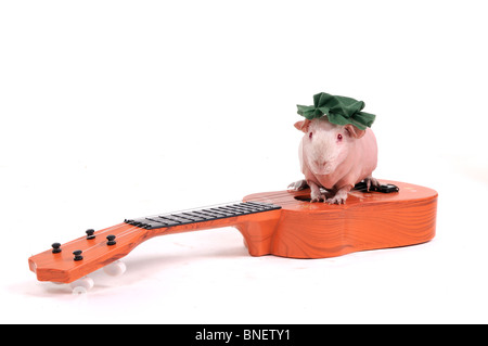 Carino piccolo Cavy seduto sulla parte superiore di una chitarra Foto Stock