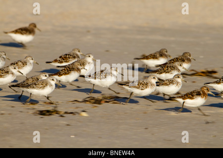 Sanderling; Calidris alba; in esecuzione su una spiaggia della Cornovaglia Foto Stock