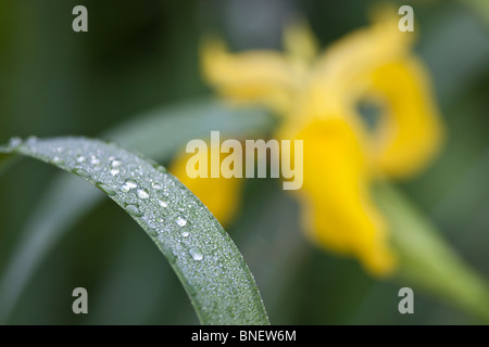 Perle di acqua su foglie di piante in Shakespeare's garden di Central Park di New York City Foto Stock