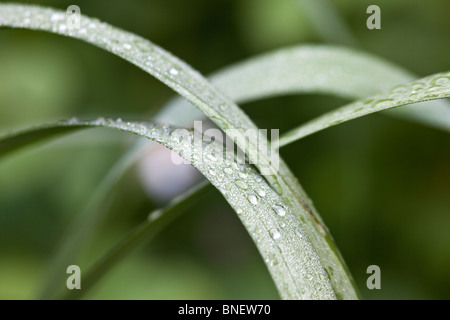 Perle di acqua su foglie di piante in Shakespeare's garden di Central Park di New York City Foto Stock