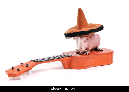 La cavia in seduta hat su una chitarra Foto Stock