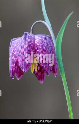 Testa di serpenti Fritillary; Fritillaria meleagris Foto Stock