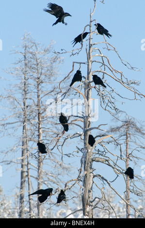 Gruppo di corvi (Corvus corax) intorno a carrion nella foresta boreale vicino al confine russo, Kuhmo, in Finlandia Foto Stock