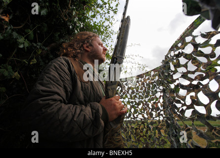 Un uomo fuori la possibilità di sparare ai piccioni con un fucile da caccia al di sopra delle stoppie di pisello da dietro un nascondere in Norfolk. Foto Stock