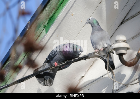 Pigeon corteggiamento, Finlandia Foto Stock