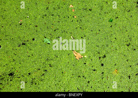 Close up di lenticchie d'acqua sulla superficie dell'acqua Foto Stock