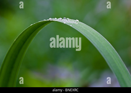 Perle di acqua su foglie di piante in Shakespeare's garden di Central Park di New York City Foto Stock