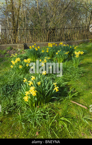 Giallo daffodil fiori selvatici crescente selvatici in campagna. Foto Stock