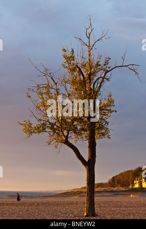 Primo piano di un albero sulla riva del lago al tramonto nessuno verticale paesaggio minimo scena naturale negli Stati Uniti verticale ad alta risoluzione Foto Stock