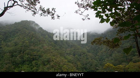 Vista sulla foresta pluviale nel Mount Kinabalu National Park, Sabah, Malaysia Foto Stock