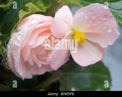 La rugiada e gocce di pioggia sulla begonia fiori o blossoms, formata in una san francisco garden Foto Stock