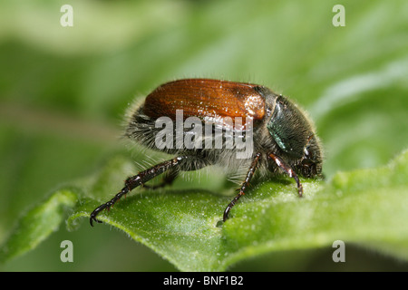 Giardino (Chafer Phyllopertha horticola) su una foglia. Questo beetle è talvolta chiamato 'Maikäfer', può bug o può beetle Foto Stock