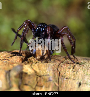 Sheetweb Spider (Neriene clathrata) azienda preda tra le sue gambe. Foto Stock