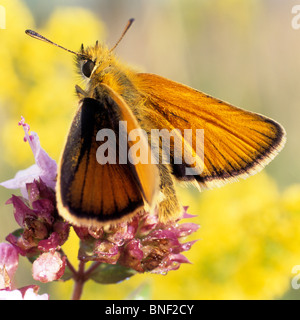Piccola Skipper (Thymelicus sylvestris, Thymelicus flavus), a farfalla su un fiore. Foto Stock