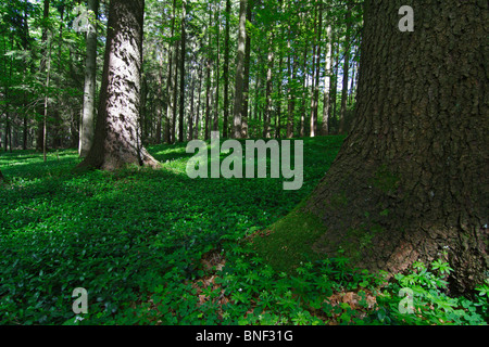 Foresta in primavera. Il terreno è coperto di woodruff (Galium odoratum). Preso in Baviera in primavera. Foto Stock