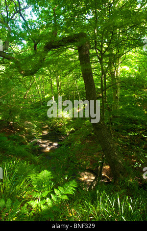 Inghilterra, Northumberland, Plessey boschi Country Park. Estate fogliame appartenenti all area boschiva nei boschi di Plessey Country Park. Foto Stock