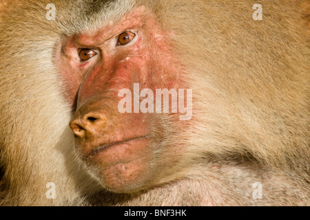 Hamadryas babbuino, sacro babbuino (Papio hamadryas), il ritratto di un maschio adulto Foto Stock