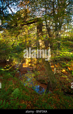 Inghilterra, Northumberland, Plessey boschi Country Park. Il fogliame di autunno appartenenti all area boschiva nei boschi di Plessey Country Park. Foto Stock