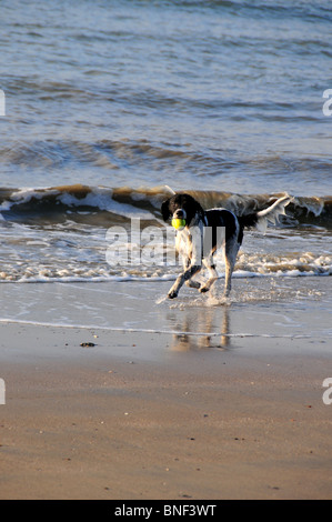 Un English Springer Spaniel cane giocando sulla spiaggia con una sfera Foto Stock