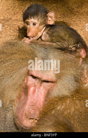 Hamadryas babbuino, sacro babbuino (Papio hamadryas), infante seduto sulla testa di un maschio Foto Stock