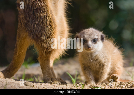 Suricate, sottile-tailed meerkat (Suricata suricatta), infante seduto a terra accanto a un adulto di fissaggio Foto Stock