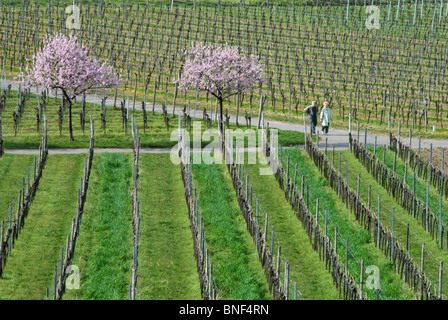 Mandorla amara (Prunus amygdalus), fioritura mandorlo in un vigneto di Palatine nei pressi di Gimmeldingen, Germania, Rhineland-Palatina Foto Stock