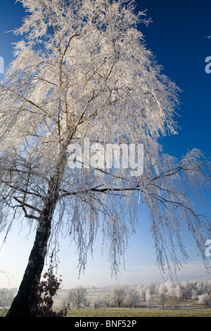 Comune di betulla, argento betulla, bianco europeo betulla, bianco (betulla Betula pendula, betula alba), nella parte anteriore del cielo blu in un prato l Foto Stock
