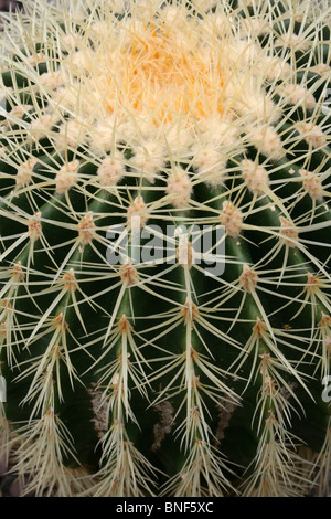 Close up di un barile Cactus spine prese a Ness Giardini Botanici, Wirral, Regno Unito Foto Stock