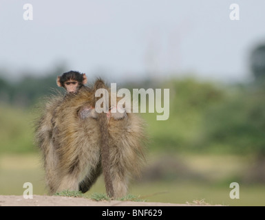 Baby Chacma Baboon (Papio ursinus) riding madri indietro, Okavango Delta, Botswana Foto Stock