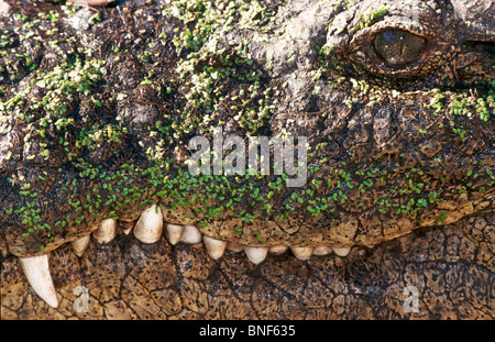 Close-Up del coccodrillo del Nilo (Crocodylus nilotica) la bocca e dei denti, St Lucia, KwaZulu-Natal, Sud Africa Foto Stock