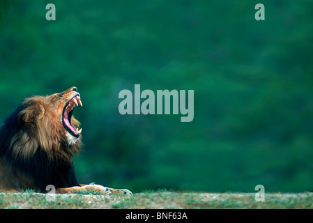 Vista di un leone (Panthera leo) sul terreno, il Parco Nazionale Kruger, Mpumalanga Provincia, Sud Africa Foto Stock