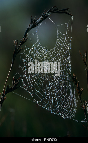 Spider Web coperto di rugiada appesi da erba, Midlands, KwaZulu-Natal, Sud Africa Foto Stock